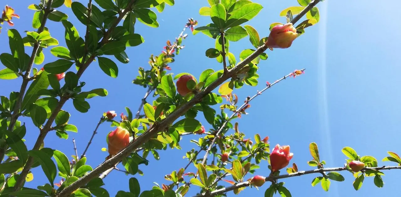 مبيت وإفطار غارْدا Il Melograno فندق مبيت وإفطار